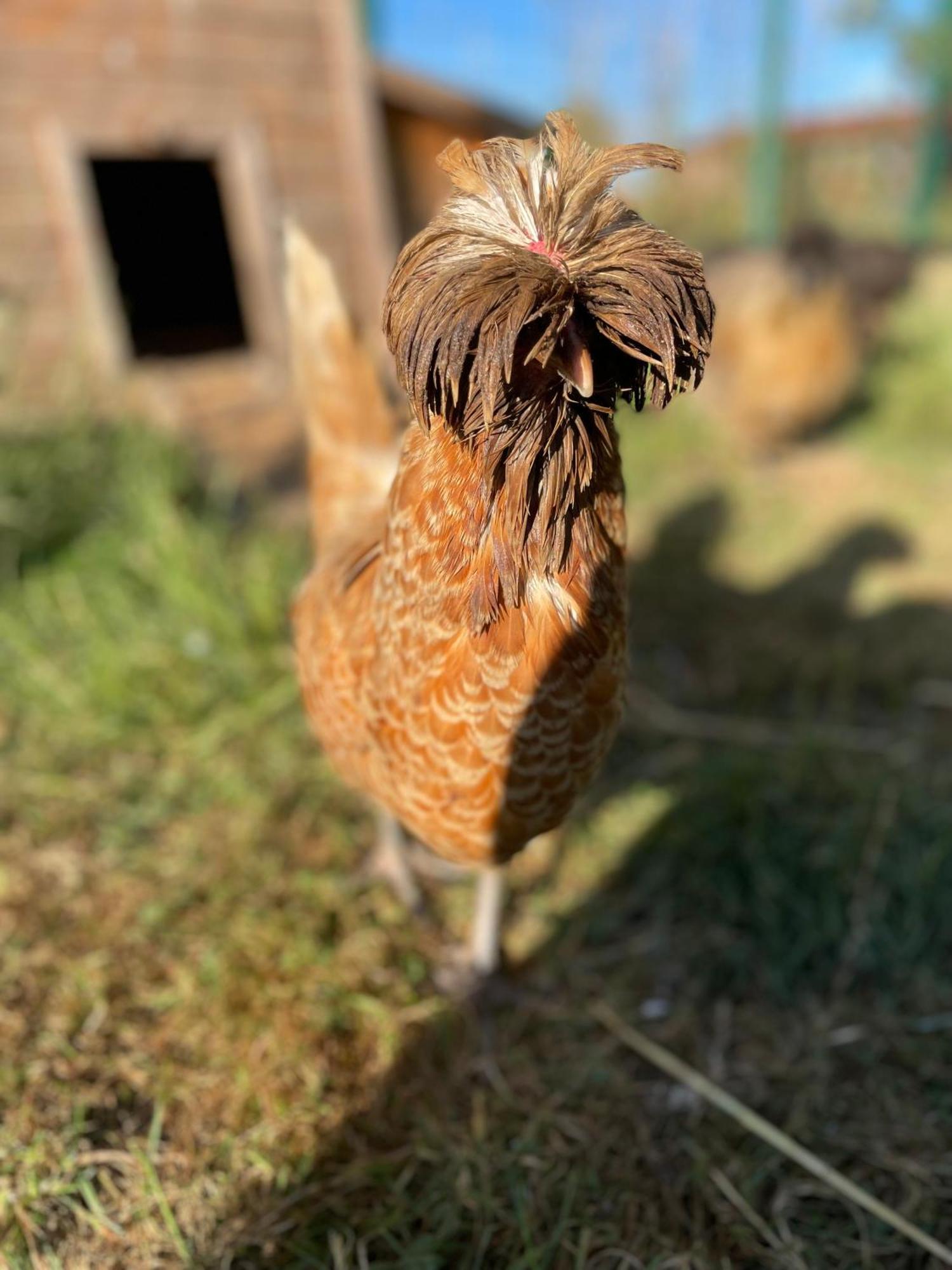 La Ferme Du Paradis Merris 외부 사진