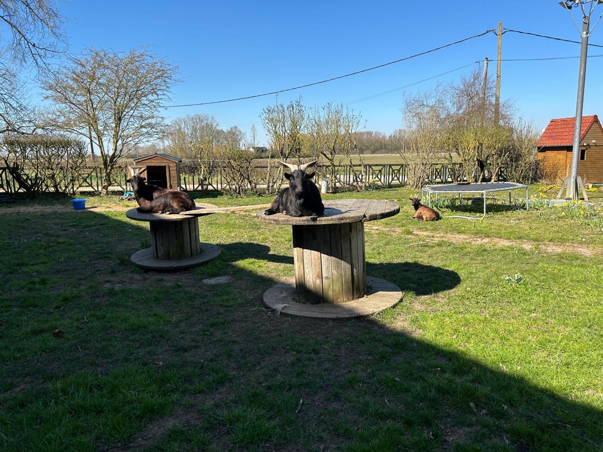 La Ferme Du Paradis Merris 외부 사진